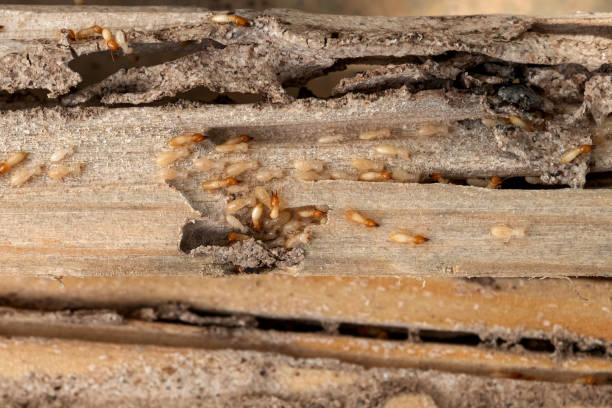 Best Flea Control Services  in Selma, NC