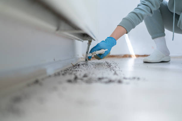 Best Wasp Removal Services  in Selma, NC